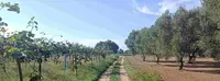 Intera proprietà di un fondo agricolo coltivato ad...