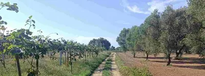 Intera proprietà di un fondo agricolo coltivato ad actinidieto, catastalmente identificato al N.C.T. al F. 17 p.lla 305 Frutteto Irriguo cl U, ha 00.84.74