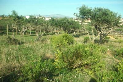 Terreno agricolo a Marsala (TP), contrada Cutusio....