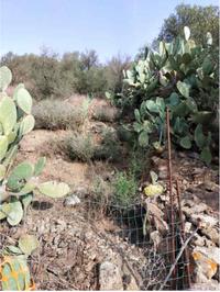 Terreno sito in Comune di Loiri Porto San Paolo,...