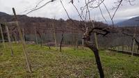 Terreni a destinazione agricola, sviluppati nella zona...