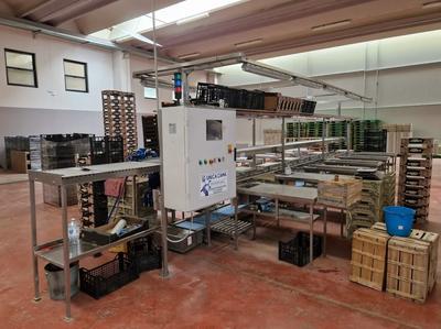 Linea di Confezionamento Cassette e Bilancia - vendita telematica sulla piattaforma www.gobid.it n.32762
