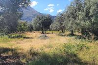 Terreno agricolo a Partinico (PA), Contrada Albachiara,...