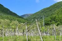 Quota 1/3 di terreno boschivo a Fumane (VR), località Progni Pangoni, lungo via Progni snc. Zona di montagna vicino stabilimenti produttivi. Lotto di forma irregolare non recintato. Nessun accesso diretto. Area naturale libera di fabbricati, con bosco ceduo. Condizioni discrete Per maggiori informazioni visitare il portale www.quimmo.it - Codice annuncio 25146