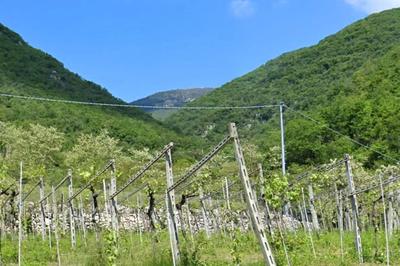 Quota 1/3 di terreno boschivo a Fumane (VR), località...