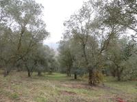 vari appezzamenti di terreno  prevalentemente oliveti e...