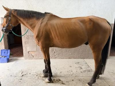 LOTTO 1: UN CAVALLO MASCHIO CASTRONE CON MANTELLO BAIO