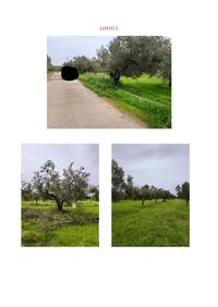Terreno ubicato a Castelvetrano (TP)  C/da Bresciana,...