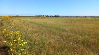 TERRENO AGRICOLO sito nell’agro del Comune di Brindisi,...