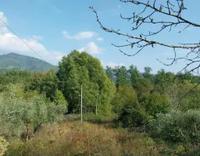 Diritto della piena proprietà di 10 terreni agricoli e 2...