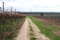 Terreno agricolo in Canosa di Puglia (BT), lungo la...