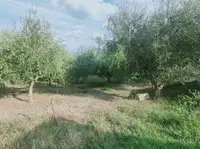 Diritto di proprietà di un fondo agricolo. Il fondo...