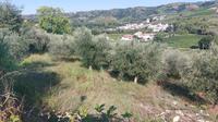 Diritto di usufrutto (quota 1/1) su terreni agricoli...