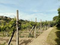 Lotto composto da un accessorio agricolo uso magazzino/ricovero mezzi agricoli e terreni agricoli siti in Campofilone