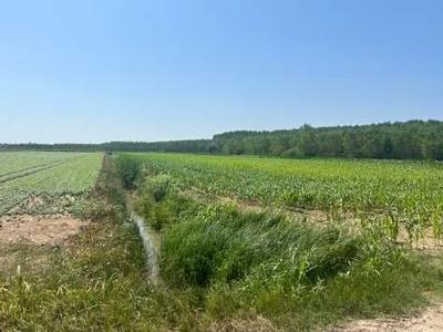 Terreno ad uso agricolo, nudo di fabbricati, della superficie convenzionale di 21.400 mq sito in Strada Barchessa, Villimpenta (MN)