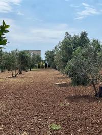 Piena proprietà per la quota di 1/1 di terreni...