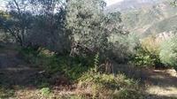 1) Fabbricati tra essi adiacenti, collegati tra loro internamente, della superficie complessiva stimata di 155 mq su tre livelli ed un annesso piano interrato, 2) Terreno destinato ad uliveto alla Contrada Cisterna ricadente in zona “E” rurale del Programma di fabbricazione, della superficie di mq 4.910. In Catasto terreni al Fgl. 17 p.lla 17 uliveto di classe I, per are 45 e centiarie 05, RD Euro 15,12 ed RA Euro 10,47 e seminativo arboreo di classe I, per are 4