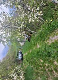 Quota intera (1/1) di Frutteti p.f. 563/1 in P.T. 68/II,...