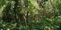 Terreno agricolo sito in Cercemaggiore (CB) N.C.T.: Fg....