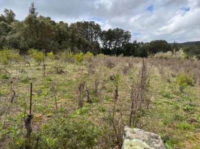 terreno  ad uso  agricolo di mq 1088 ,sito in  località Riu di Nuchis, lungo la strada per Tempio Pausania ; ricade sia sul Piano di Fabbricazione Vigente che nella Variante al  Piano Urbanistico Comunale adottato nella zona Urbanistica E2.