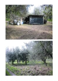 Terreno Località Valle Carbonara, Diritti di piena proprietà dell’intera quota appartenente agli esecutati su unità immobiliare costituita da terreno pianeggiante coltivato prevalentemente a uliveto, ubicato in zona E/1 Agricola. In Catasto terreni al foglio 61 particelle graffate 270 e 301, qualità uliveto, classe 2, mq. totali 5.870, R.D Euro 16,28, R.A. Euro 8,88. In buone condizioni. Con capannone non accatastato privo di autorizzazione, da sanare come indicato in perizia. 