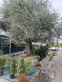Ulivi ornamentali di pregio