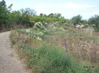 1/1 di terreno agricolo uliveto, classe 2, superficie ha 1.08.48