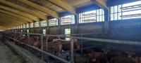 Complesso immobiliare composto da Fabbricati abitativi,...