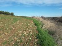 Piena proprietà dei terreni ubicati in agro di Venosa...