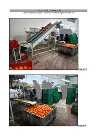 LINEA LAVORAZIONE arance – BANCO POIANA (lotto 30 perizia n.2)