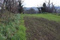 Trattasi di terreni agricoli coltivati a seminativo ed...