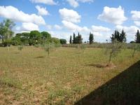 A) terreno agricolo a TORRE SANTA SUSANNA Contrada Pezza...