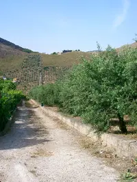 Piena proprietà di terreno sito in Belmonte Mezzagno...