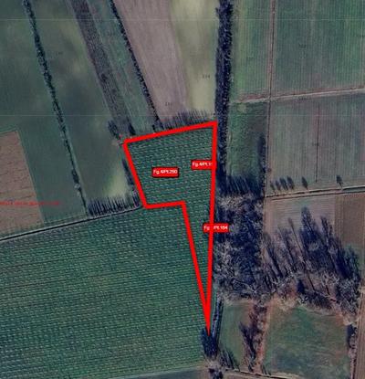 Terreno agricolo della superficie commerciale di mq 8.910,00, Bagnaria Arsa,...