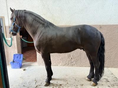 LOTTO 2: UN CAVALLO MASCHIO RAZZA FRISONE CON MANTELLO MORELLO