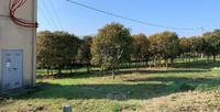 Terreni agricoli siti nel territorio del Comune di Ripatransone (tra Contrada Brancuna e Contrada Sant’Imero, tra Contrada Brancuna e Contrada Menocchia e tra Contrada Brancuna e Contrada Menocchia in vicinanza della strada provinciale 142) e nel territorio del Comune di Massignano, contrada Menocchia.