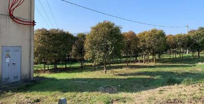Terreni agricoli siti nel territorio del Comune di Ripatransone (tra Contrada Brancuna e Contrada Sant’Imero, tra Contrada Brancuna e Contrada Menocchia e tra Contrada Brancuna e Contrada Menocchia in vicinanza della strada provinciale 142) e nel territorio del Comune di Massignano, contrada Menocchia.