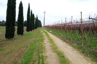 Terreno agricolo in Canosa di Puglia (BT), lungo la...