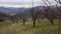 Terreno a destinazione agricola, sviluppato nella zona...
