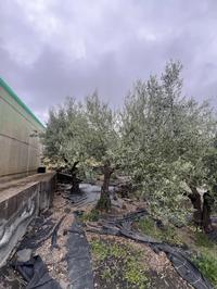 Albero di ulivo di circa 30 anni.