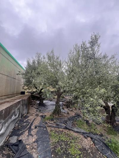 Albero di ulivo di circa 30 anni.