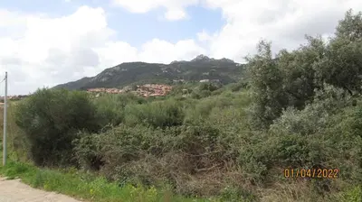 diritto piena proprietà di terreno in Comune di Arzachena, Loc. Cannigione “Li Suari Nieddi”, censito al C.T.al fg 17, mapp.3298, ricadente parzialmente in zona C4 -zona di espansione residenziale -Arzachena e Cannigione, disciplinata dall’Art. 51 delle N.T.A. del P.d.F.. Il tutto come meglio descritto nella perizia di stima (per il valore di euro 115.000,00)  in atti a cui si rimanda. Libero.