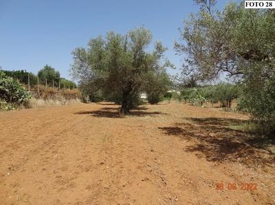 Terreno agricolo (lotto 8)