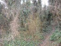 boschi naturali di robinia non gestiti e privi di...
