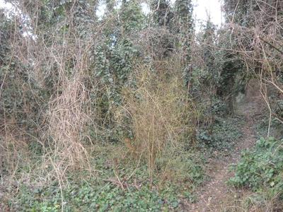 boschi naturali di robinia non gestiti e privi di recenti tagli, accessibili da breve sentiero non carrabile dipartentesi dalla via del Sabbione