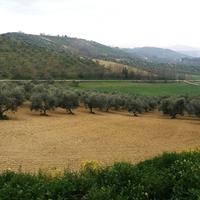 Piena proprietà di terreno agricolo con uliveto di mq. 49.680.