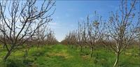 Piena proprietà per la quota di 1/1 di appezzamento di...