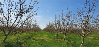 Piena proprietà per la quota di 1/1 di appezzamento di terreno agricolo di ha 6.08.05, libero da costruzioni. Identificazione catastale come da Avviso. Attualmente occupato con titolo opponibile solo sino al 10 novembre 2026. Regolarità urbanistico-edilizia-catastale, Vincoli e oneri, il tutto come da Perizia a cui si rimanda per ogni specifica, soprattutto a quanto riportato a pag. 7 e ss in merito a servitù attive e passive.