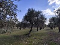 Lotto A - Piena proprieta' di terreno agricolo coltivato...