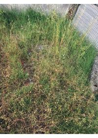 Area urbana ubicata nel Comune di Ascea (SA) alla Via G....
